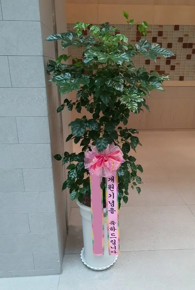 실제 배송된 화분 · 난