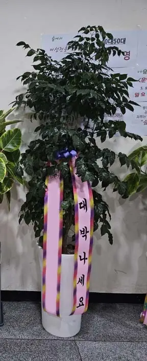 실제 배송된 화분 · 난