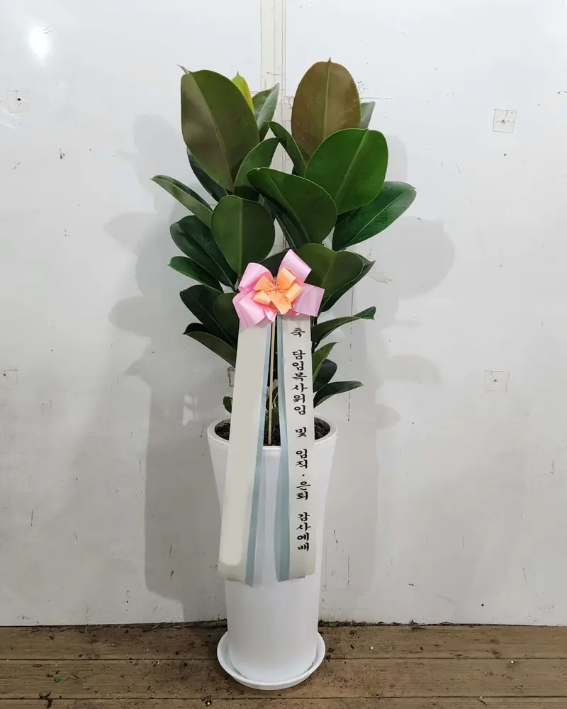 실제 배송된 화분 · 난